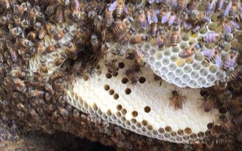 耳痣位置 家裡蜜蜂築巢